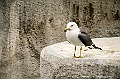 ueno park 46